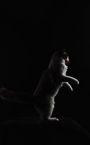 Preview wallpaper cat, protruding tongue, pet, funny, black