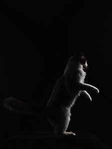 Preview wallpaper cat, protruding tongue, pet, funny, black