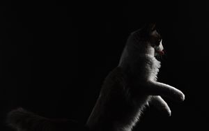 Preview wallpaper cat, protruding tongue, pet, funny, black
