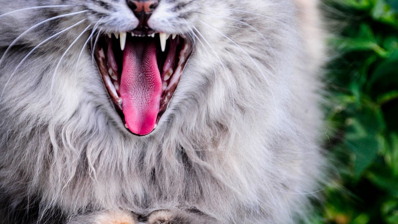 Wallpaper cat, protruding tongue, yawn, gray, fluffy