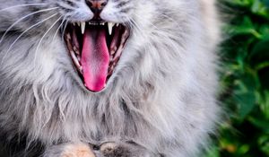 Preview wallpaper cat, protruding tongue, yawn, gray, fluffy
