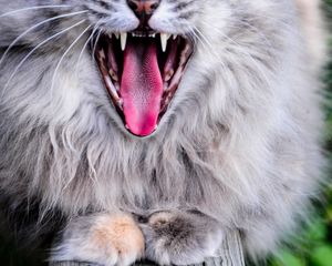 Preview wallpaper cat, protruding tongue, yawn, gray, fluffy