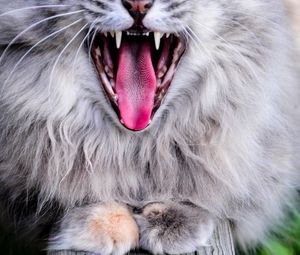 Preview wallpaper cat, protruding tongue, yawn, gray, fluffy