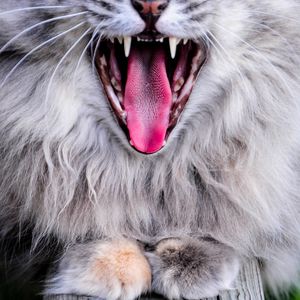 Preview wallpaper cat, protruding tongue, yawn, gray, fluffy