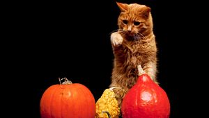 Preview wallpaper cat, pumpkin, background