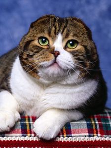 Preview wallpaper cat, purebred, face, lie