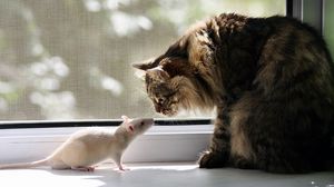 Preview wallpaper cat, rat, window sill, familiarity