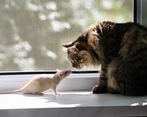 Preview wallpaper cat, rat, window sill, familiarity