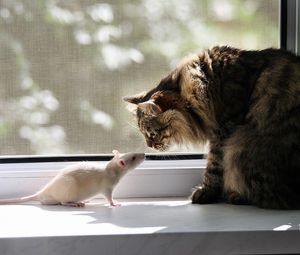 Preview wallpaper cat, rat, window sill, familiarity