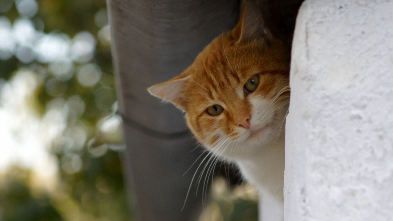 Wallpaper cat, red, animals, autumn, mustache