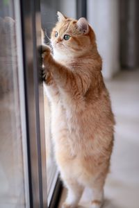 Preview wallpaper cat, red, funny, cute, pet