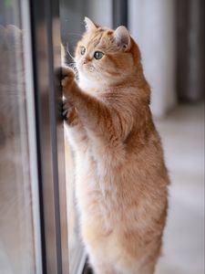 Preview wallpaper cat, red, funny, cute, pet