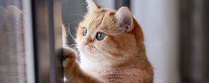 Preview wallpaper cat, red, funny, cute, pet