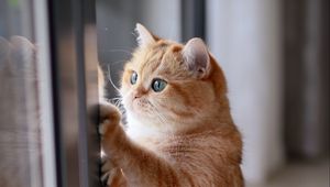 Preview wallpaper cat, red, funny, cute, pet