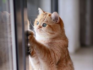 Preview wallpaper cat, red, funny, cute, pet