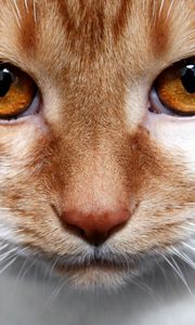 Preview wallpaper cat, red, looks, brown eyes, white, striped
