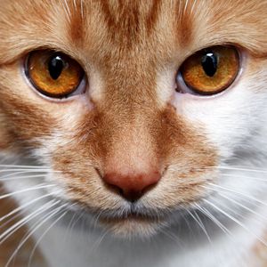 Preview wallpaper cat, red, looks, brown eyes, white, striped