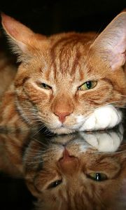 Preview wallpaper cat, red, muzzle, tired, paw