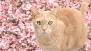 Preview wallpaper cat, red, petals, blur