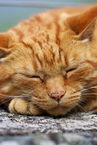 Preview wallpaper cat, red, rest, sleep