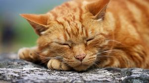 Preview wallpaper cat, red, rest, sleep