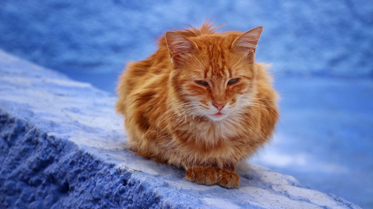 Wallpaper cat, red, sits