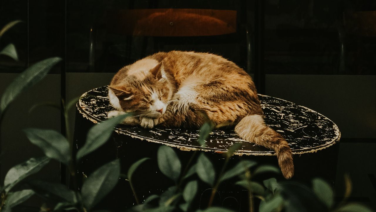 Wallpaper cat, red, sleeping, chair, showcase, flower