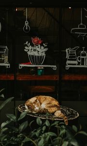 Preview wallpaper cat, red, sleeping, chair, showcase, flower