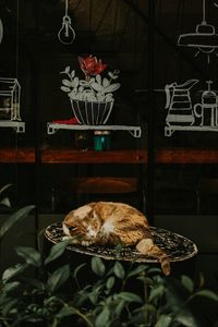 Preview wallpaper cat, red, sleeping, chair, showcase, flower