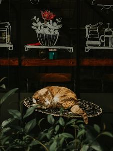 Preview wallpaper cat, red, sleeping, chair, showcase, flower