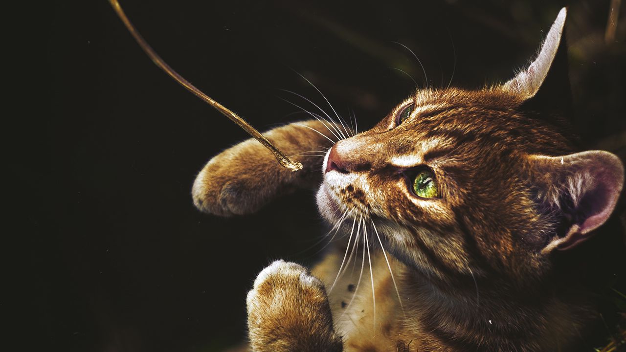 Wallpaper cat, red, standing, green-eyed