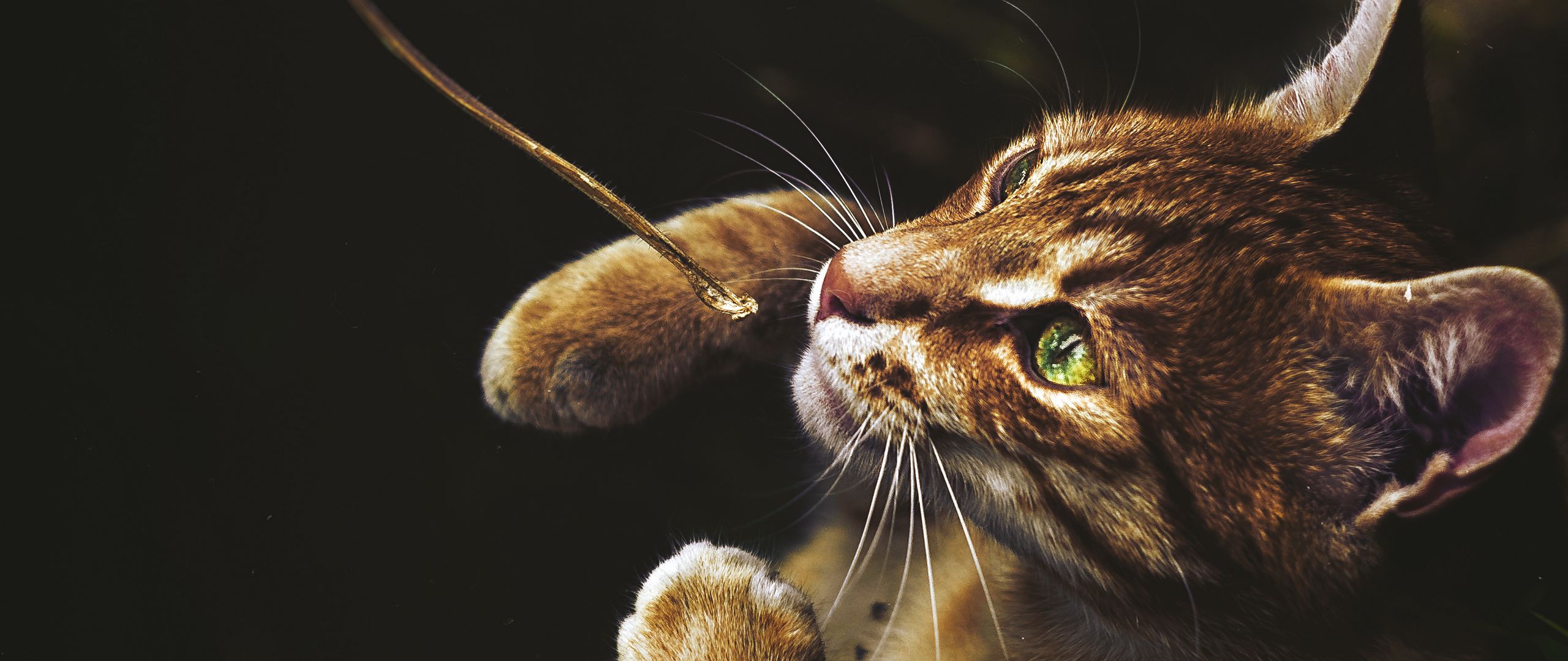 Download wallpaper 2560x1080 cat, red, standing, greeneyed dual wide 1080p hd background