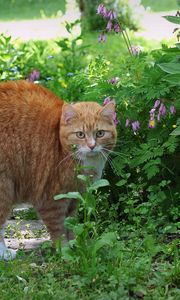 Preview wallpaper cat, red, striped, grass