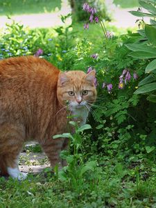 Preview wallpaper cat, red, striped, grass