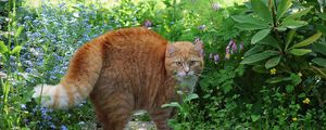 Preview wallpaper cat, red, striped, grass