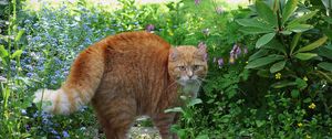 Preview wallpaper cat, red, striped, grass