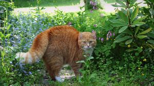 Preview wallpaper cat, red, striped, grass