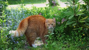 Preview wallpaper cat, red, striped, grass