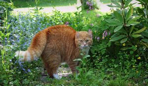 Preview wallpaper cat, red, striped, grass