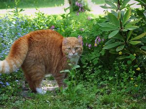 Preview wallpaper cat, red, striped, grass