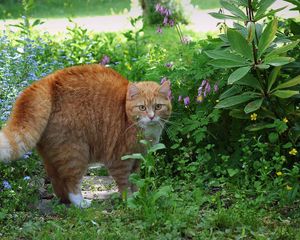 Preview wallpaper cat, red, striped, grass