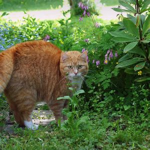 Preview wallpaper cat, red, striped, grass