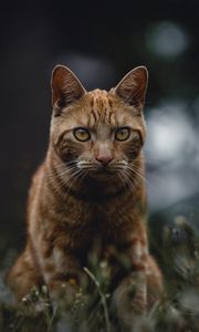 Preview wallpaper cat, red, view, grass