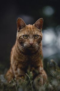 Preview wallpaper cat, red, view, grass