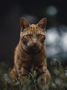 Preview wallpaper cat, red, view, grass