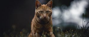 Preview wallpaper cat, red, view, grass