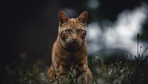 Preview wallpaper cat, red, view, grass