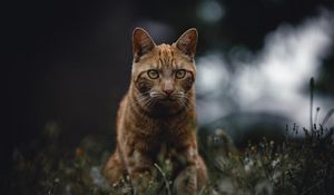 Preview wallpaper cat, red, view, grass