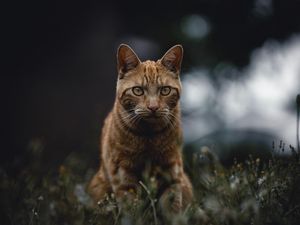 Preview wallpaper cat, red, view, grass