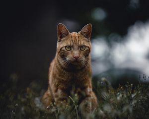 Preview wallpaper cat, red, view, grass